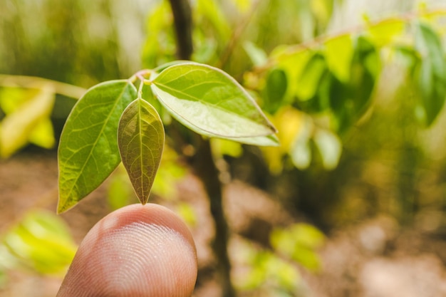 Photo cropped hand touching leaf