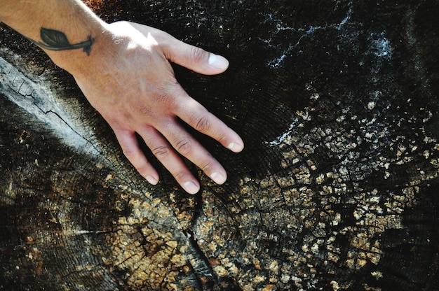 Photo cropped hand touching tree stump