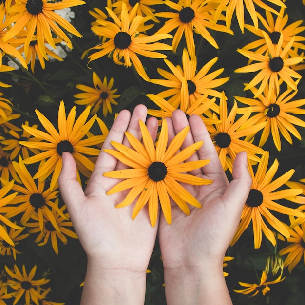 Photo cropped hand of woman holding flower