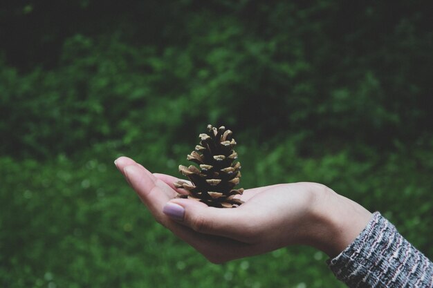 Photo cropped hand of woman holding pine cone against plants