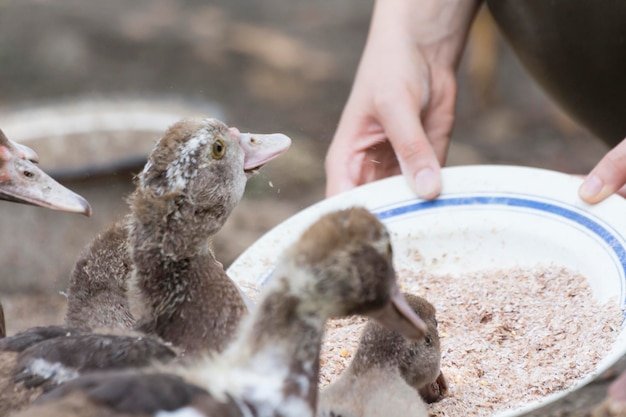 Photo cropped hands feeding ducklings on field