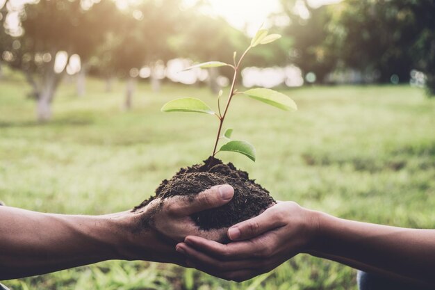 Cropped hands of people holding plant