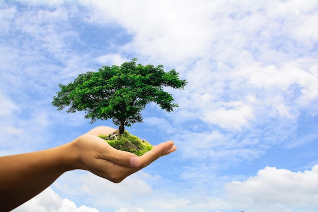 Cropped hands of person holding bonsai tree against sky