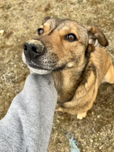 Cropped Hands Of Person Touching Dog Sitting On Footpath Vertical first person view