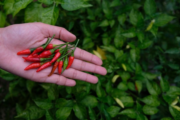 Photo cropped image of hand holding red leaf