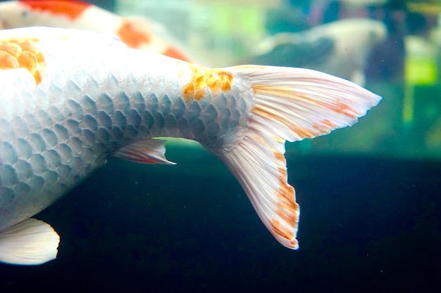 Cropped image of koi carp tail