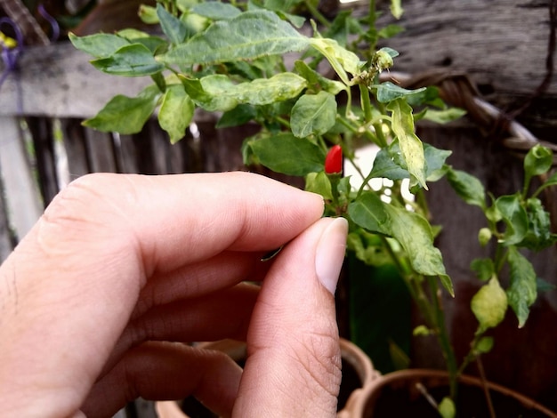 Photo cropped image of woman plucking leaf from potted plant