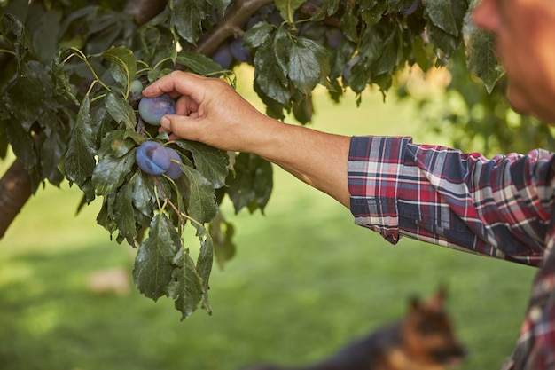 Cropped photo of a man wearing checked shirt touching a plum growing on a tree