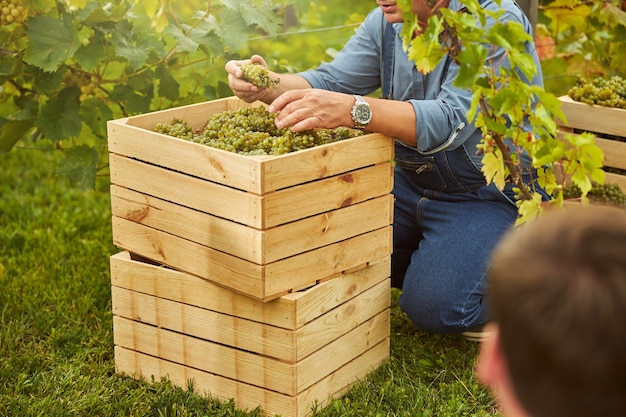 Cropped photo of a vineyard worker crouching near a stack of wooden boxes while tasting some grapes