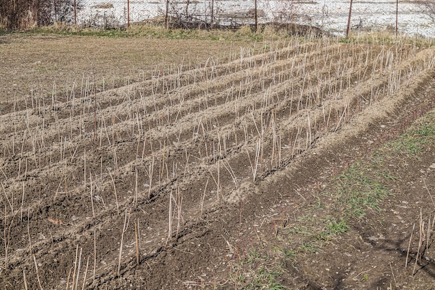 Cropped raspberry bushes in the spring in the vegetable garden