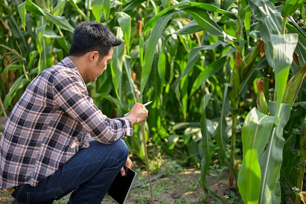 Cropped short of farmer using tablet in corn field checking corn planting Modern farm