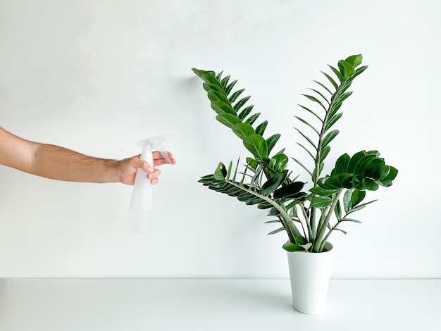 Cropped shot of male hand spraying home plant in flower pot with spray bottle