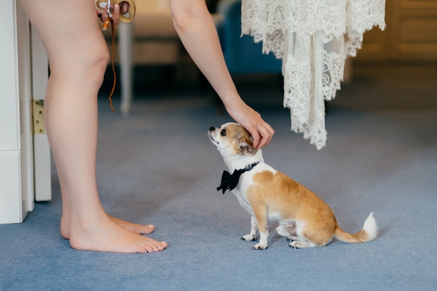 Cropped shot of unrecognizable woman pets her small dog with bowtie on neck, have friendly relationships. People, animals concept.