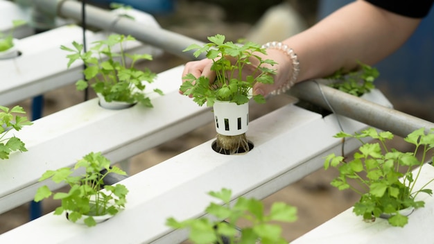 Cropped shot of A young woman farmer is growing hydroponics vegetables in a greenhouse.