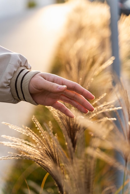 Cropped view of the female walking through the wheat field in early September Hand touching gold spikelets of wheat Fingers sliding