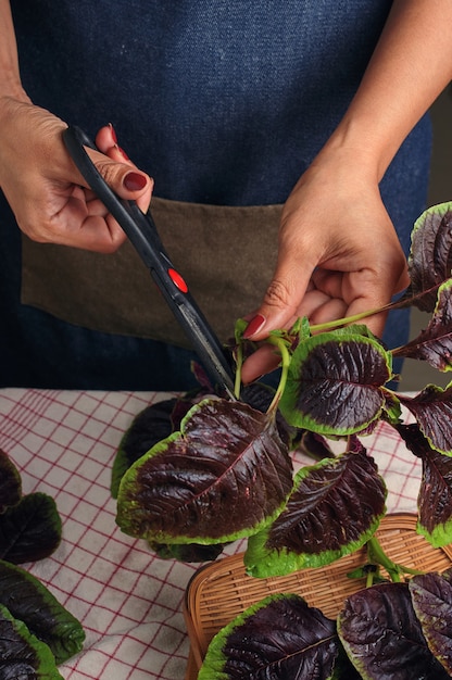 Cropped view hand of woman trimming the red amaranth