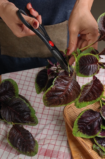 Cropped view hand of woman trimming the red amaranth