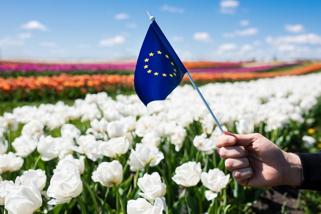 Cropped view of man holding flag of Europe near colorful tulips field and blue sky with clouds