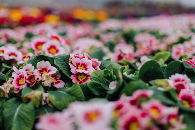 Cropped view of woman choosing pink flowers in garden center