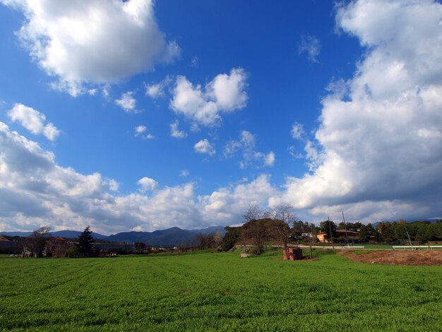 Crops growing on farm against blue sky