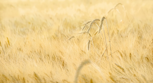 Crops (wheat of barley) plantation with some spikes growing over the field