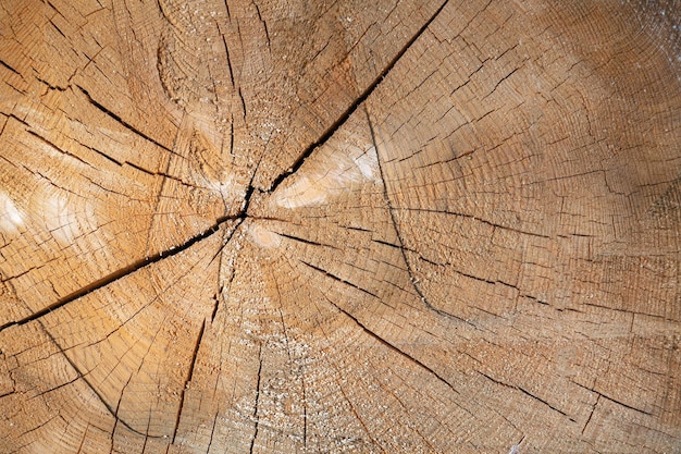 Cross section of tree trunk detail closeup