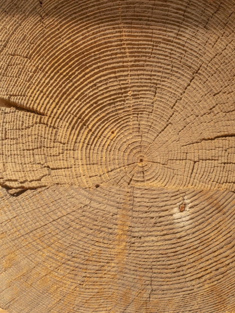 Cross section of a tree trunk Wood background