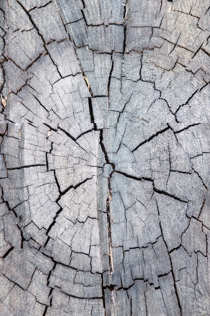 Cross section of a tree with cracks close-up. Wood texture background. Vertical photo