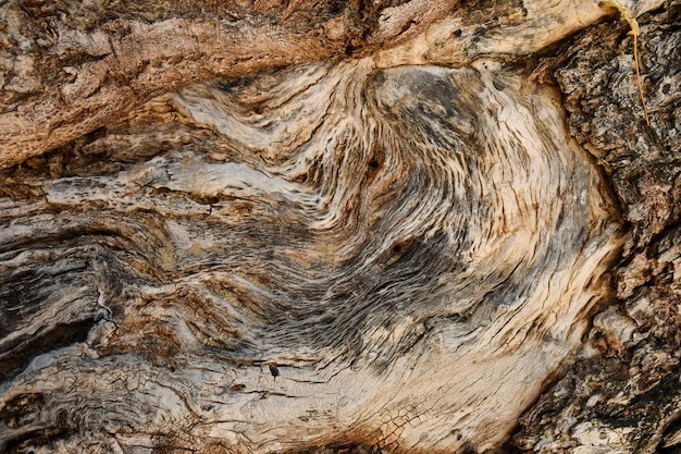 Cross section of a tree wooden wall Wood background Textured section of a tree