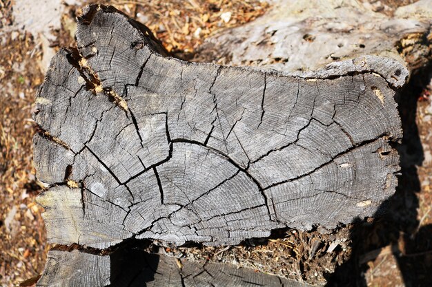 Cross section of the tree