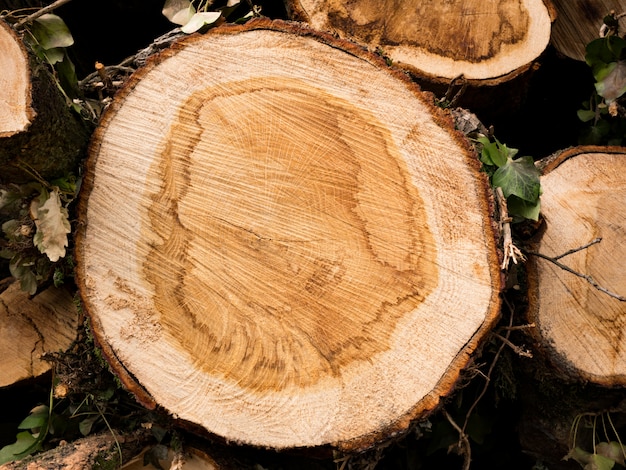 Cross section of a tree