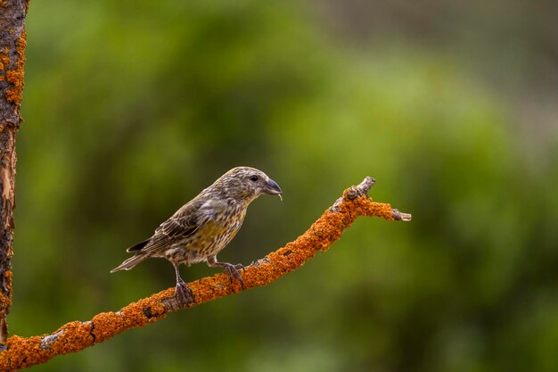 Crossbill or Loxia curvirostra passerine bird of the finches family