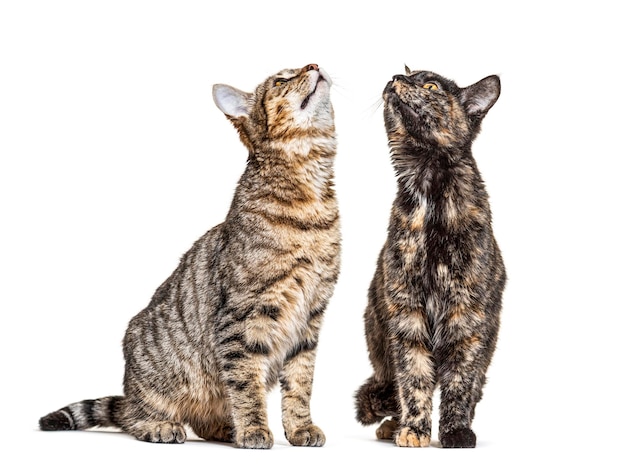 Crossbreed cats looking up isolated on white