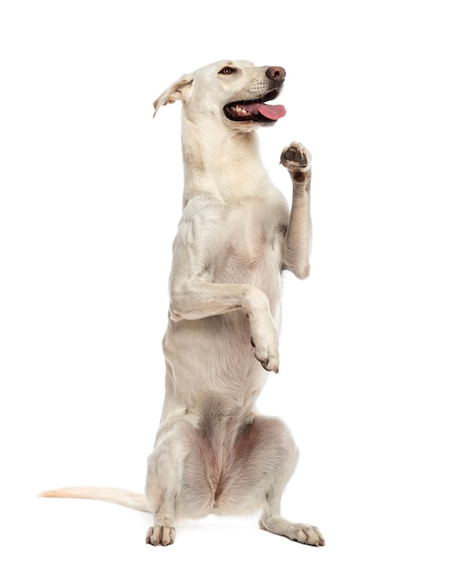 Crossbreed dog standing on  hind legs