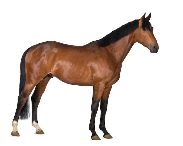 Crossbreed horse against white background