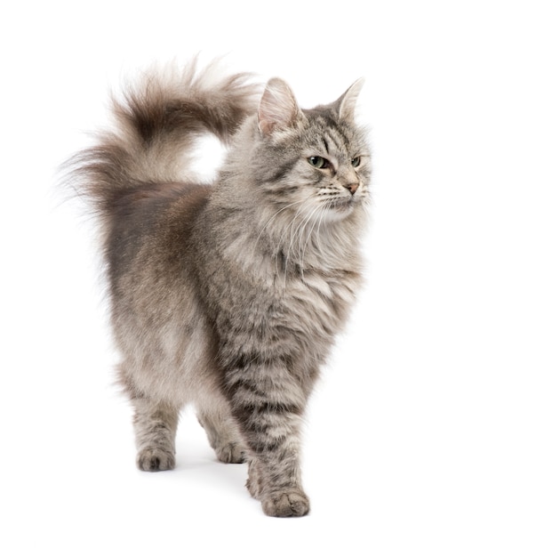 Crossbreed Siberian cat and persian cat