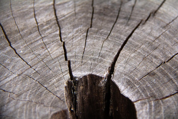 Photo crosssection of an old tree texture background