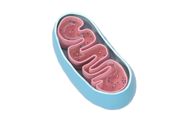 Photo crosssection view of mitochondria medical info graphics on white background 3d rendering