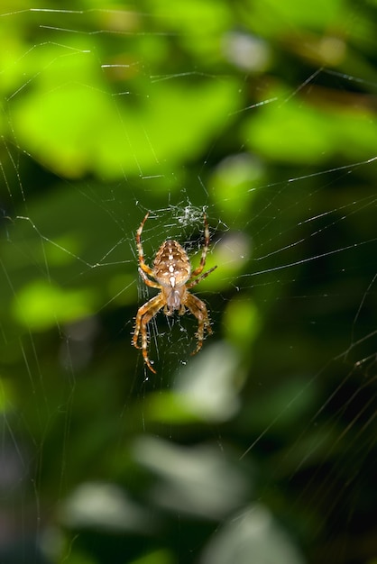 Crossspider from the family of orbweaving spiders hanging on a web against a background of greenery Vertical photo