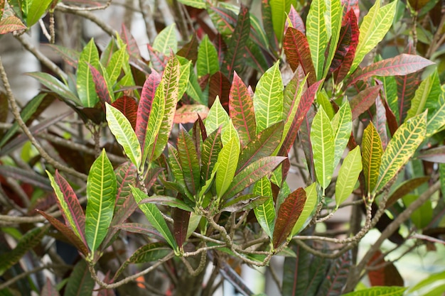 Croton tree