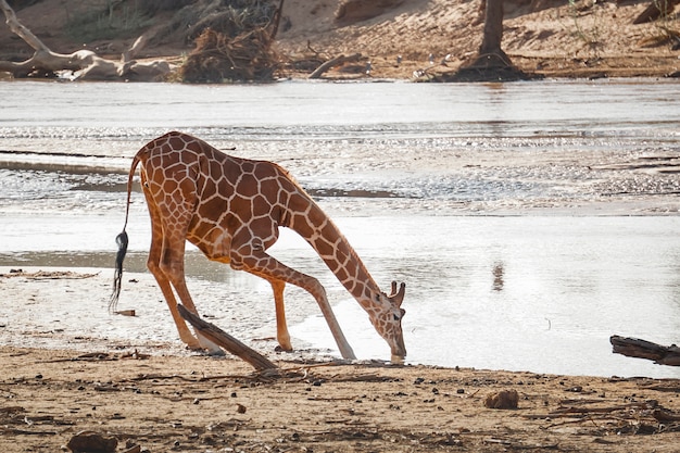 Crouching giraffe drinking water from a lake in the African savannah