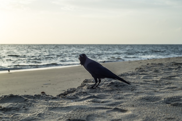 crow bird beach india sunset