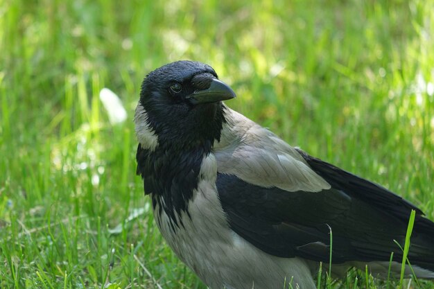 Crow in the grass Corvus cornix close up