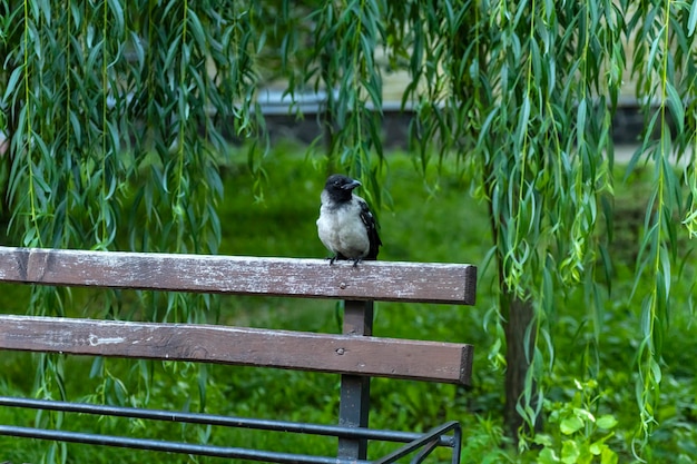 The crow sits on a bench Bird in the city