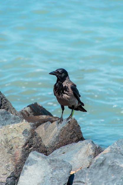 Crow sits on stones against the background of turquoise water