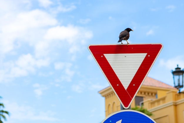 Crow sitting on give way road sign in a street