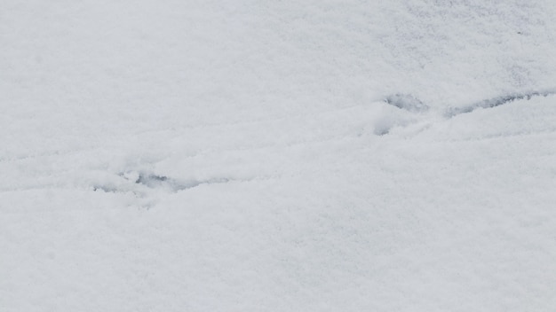 Crow tracks on white snow. Traces of birds