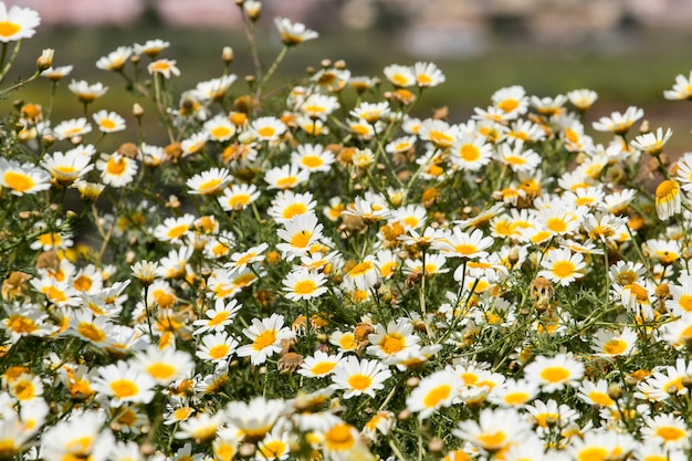 Crown daisies in the countryside.