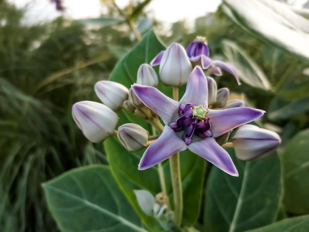 Crown flower or Giant Indian milkweed or Calotropis gigantea with natural background.