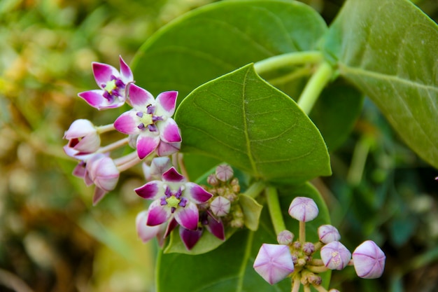 Crown flower plant with leaf